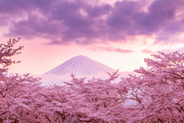 大石寺付近からの桜と富士山の朝焼け