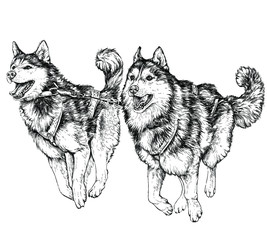 Husky sled race. Running husky. vector illustration © Diana