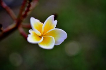 Beautiful flowers in the garden Blooming in the summer.Landscaped Formal Garden,Plumeria flower blooming.	