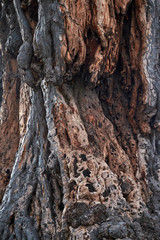 Dragon Tree in Tenerife