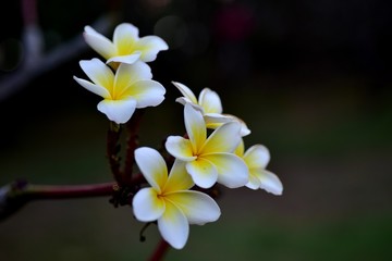 Beautiful flowers in the garden Blooming in the summer.Landscaped Formal Garden,Plumeria flower blooming.	