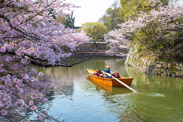 姫路城と桜