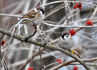 A sparrow (Passer) sits on a tree branch