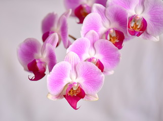 orchid flowers on white background