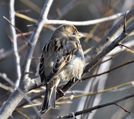 A sparrow (Passer) sits on a tree branch
