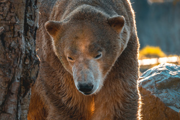 Obraz premium brown bear in the zoo