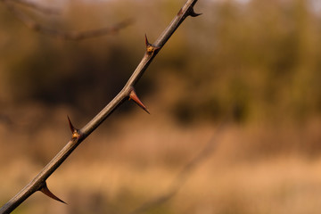 A branch with many thorns, thorny branch, spines