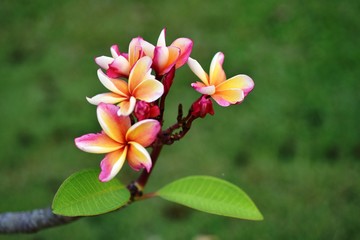 Colorful flowers in the garden.Plumeria flower blooming.Beautiful flowers in the garden Blooming in the summer