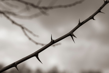A branch with many thorns, thorny branch, spines, black and white photo
