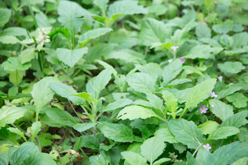 Herba Ajugae Gelatin