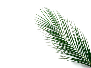 Palm leaves isolated on white background. Tropical palm leaves top view or flat lay. Copy space for...
