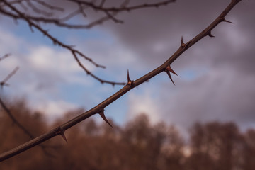 A branch with many thorns, thorny branch, spines