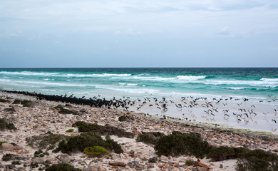 Fototapeta na wymiar Cormorants of Socotra island