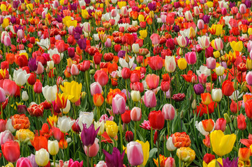 Buntes Tulpenfeld