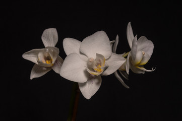 Naklejka na ściany i meble White Orchid Flowers