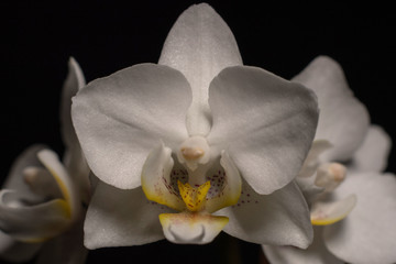 Fototapeta na wymiar White Orchid Flowers