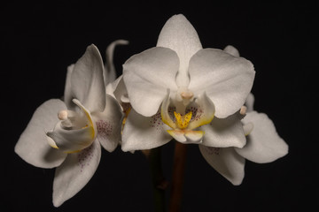 Obraz na płótnie Canvas White Orchid Flowers