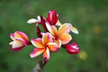 Beautiful flowers in the garden Blooming in the summer.Landscaped Formal Garden,Plumeria flower blooming.	