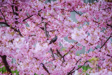 京都の風景　桜　 Country scenery cherry tree Kyoto Japan