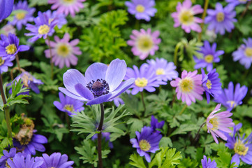 Fototapeta premium Anemone coronaria und Anemone blanda