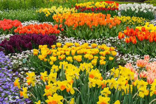 Buntes Blumenbeet mit Fr&uuml;hlingsblumen