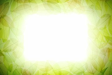 Obraz premium Frame of decorative skeletal leaves on a white background. The natural structure of the leaves. Space for text.