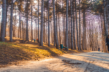 Obraz premium A beautiful park with many trees and an alley in the middle