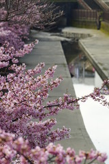 京都の風景　桜　 Country scenery cherry tree Kyoto Japan