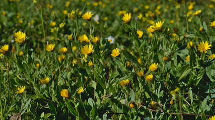 Field of Yellow Daisies