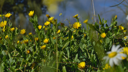 Field of Yellow Daisies