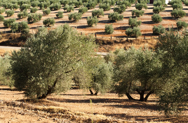 Olive trees