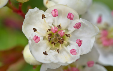 Pink anthers floating on white flowers