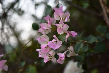 Beautiful flowers in the garden Blooming in the summer.Landscaped Formal Garden,Plumeria flower blooming.	