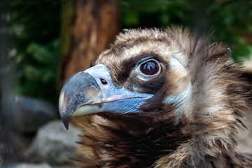 head of black vulture closeup outdoor