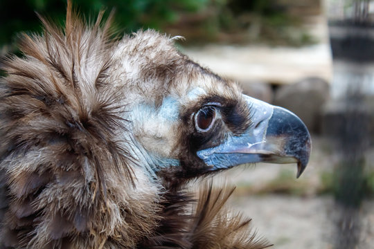 head of black vulture closeup outdoor