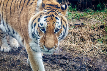 amur tiger in the forest