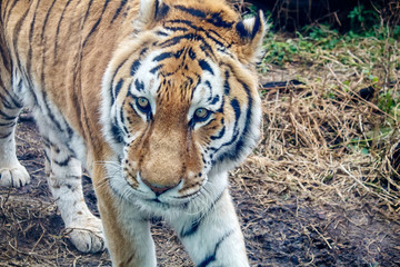 amur tiger in the forest