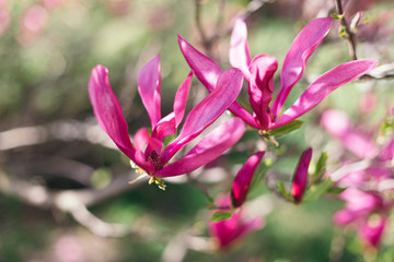 Beautiful pink magnolia flowers on a tree in a park.