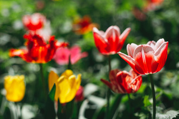 Beautiful red and yellow tulips in a spring garden. Selective focus.