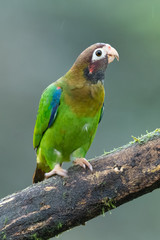 Portrait of light green parrot with brown head, Brown-hooded Parrot, Pionopsitta haematotis. Wildlife bird from tropical forest. Parrot from Central America.