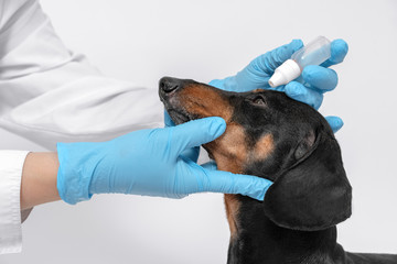 Veterinary instills a therapeutic drop in the eyes of a  dachshund dog on a white background