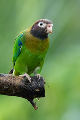Portrait of light green parrot with brown head, Brown-hooded Parrot, Pionopsitta haematotis. Wildlife bird from tropical forest. Parrot from Central America.