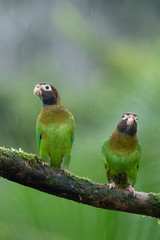 Portrait of light green parrot with brown head, Brown-hooded Parrot, Pionopsitta haematotis. Wildlife bird from tropical forest. Parrot from Central America.