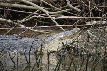 Saltwater crocodile