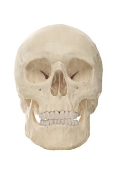 Front view of a off-white human skull  isolated on white.