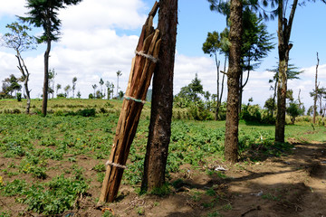 Wood for housbuilding and subsistence agriculture in the mountains near Arusha
