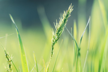 photo of closeup summer or spring green grass on meadow