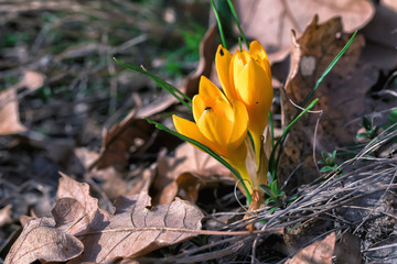 Spring composition with crocus among dried grass.