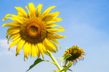 Naklejka premium Sunflowers blooming with a sky background