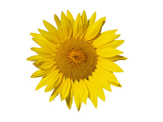 Naklejka premium Leuchtende Sonnenblume (freigestellt)